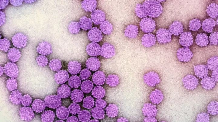 Microscopic image of purple HPV virus particles clustered together. 
