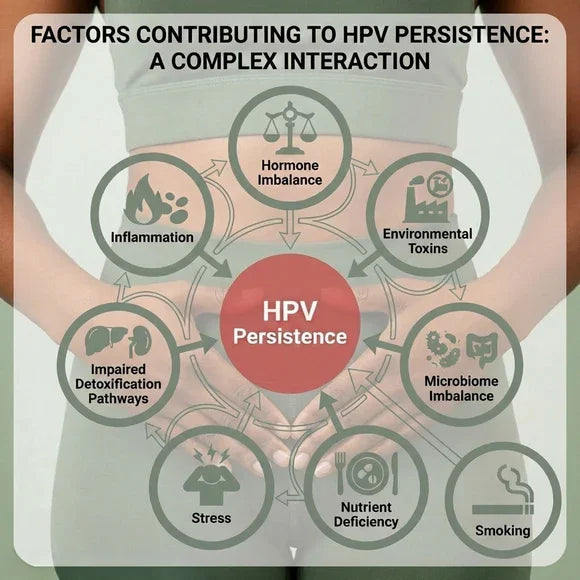 Infographic showing 7 factors that contribute to HPV persistence: Inflammation, hormone imbalance, toxins, microbiome, smoking, nutrient deficiency, and stress