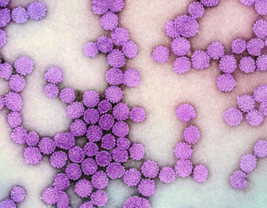 What is HPV?