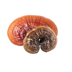 Reishi Mushroom
