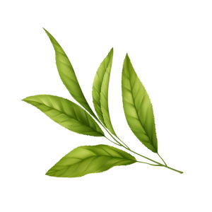 Green Tea Extract