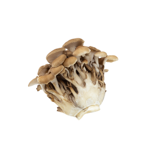 Maitake Mushroom