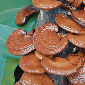 Reishi Mushroom